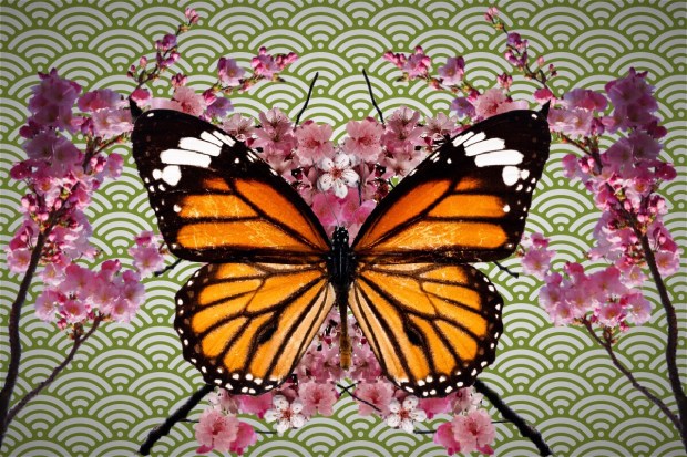 monarch butterfly